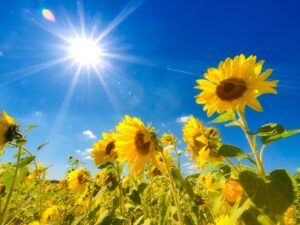 Sunflowers