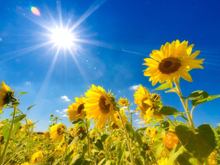Sunflowers